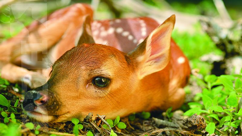 The Top 3 Factors That Affect Whitetail Fawn Survival | Deer & Deer Hunting