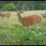 The Top 5 Deer Food Plots