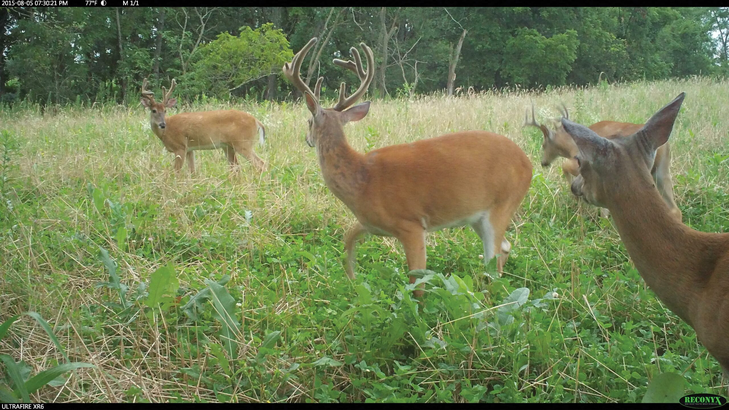 The Top 5 Deer Food Plots