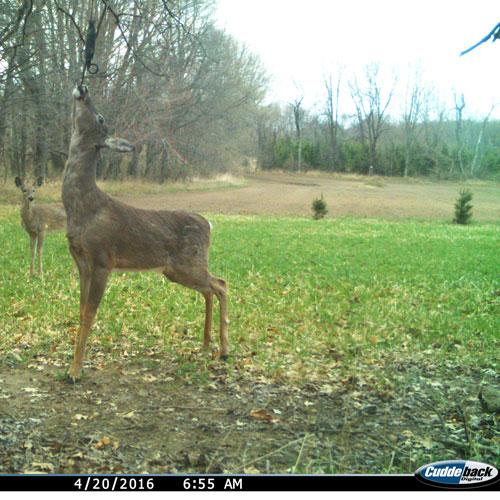 deer and urine scent