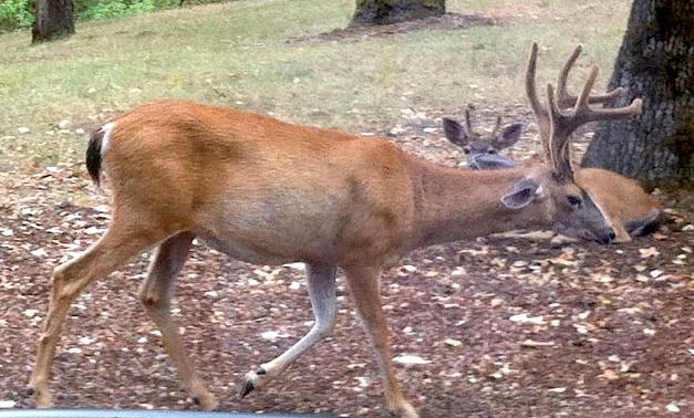 This Possibly May Be the Worst Disease Deer Will Encounter