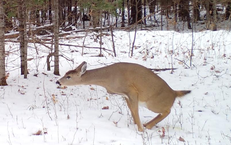 This Whitetail Behavior is Most Puzzling | Whitetail Wisdom Blog | Deer & Deer Hunting