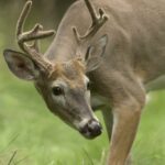 Time to Roam: What to Know About Whitetail Buck Dispersal