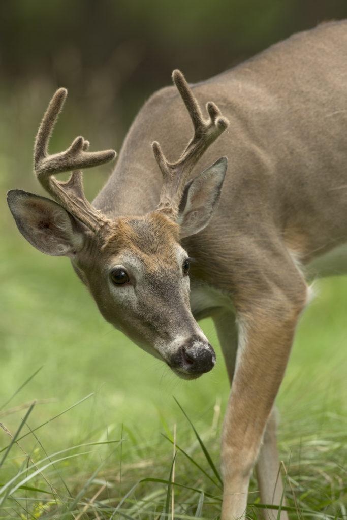 Time to Roam: What to Know About Whitetail Buck Dispersal