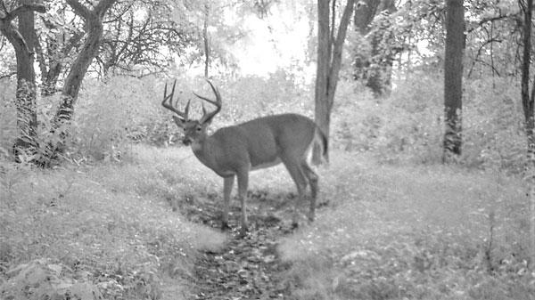 Don't Shoot Spike Bucks as an Excuse