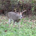 Turnips are White Gold for Whitetails