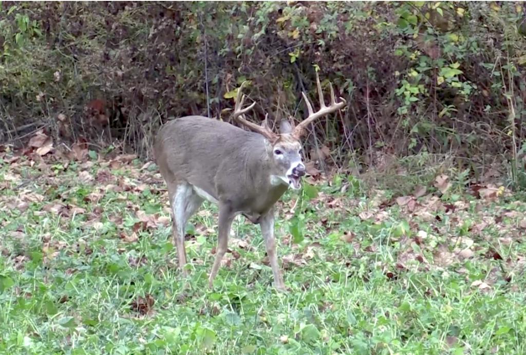 Turnips are White Gold for Whitetails