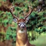 What Does It Mean When Deer Snort?