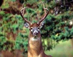 What Does It Mean When Deer Snort?