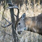 When the Rut is Rocking-DDH TV 