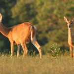 Which State Has the Most Deer?