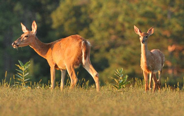 Which State Has the Most Deer?