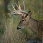 Whitetail Antler Experts