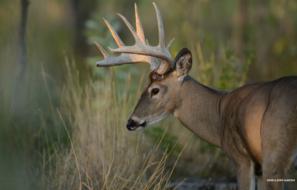 Whitetail Antler Experts